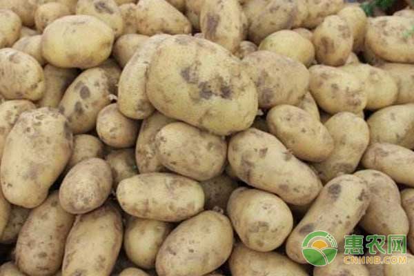 菏泽土豆价格最新行情分析