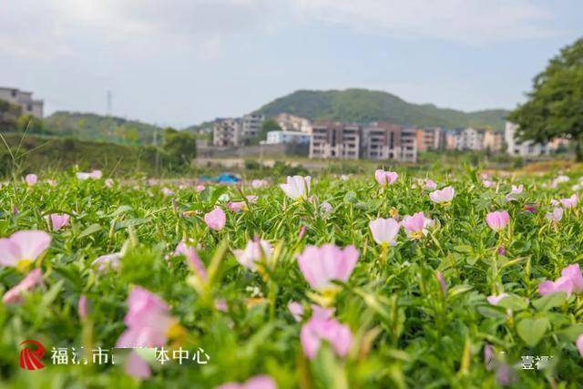 射洪花海最新消息，绽放的美丽与期待