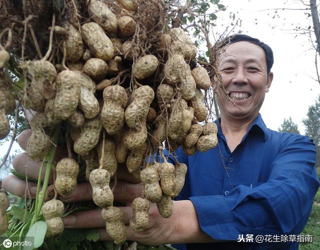 山东平度花生最新价格动态分析